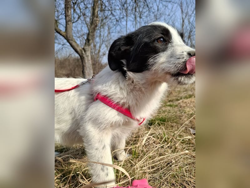 Luna - aktives, verspieltes 6 Monate junges Hunde-Mädchen sucht liebevolles Zuhause