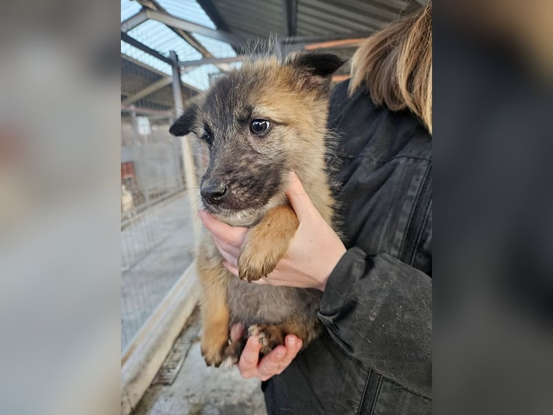 Kaya - verspieltes Welpenmädchen sucht liebevolles Zuhause