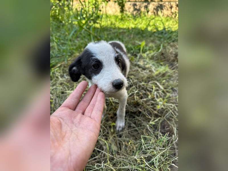 Vita - verspieltes, fröhliches 10 Monate junges Hunde-Mädchen