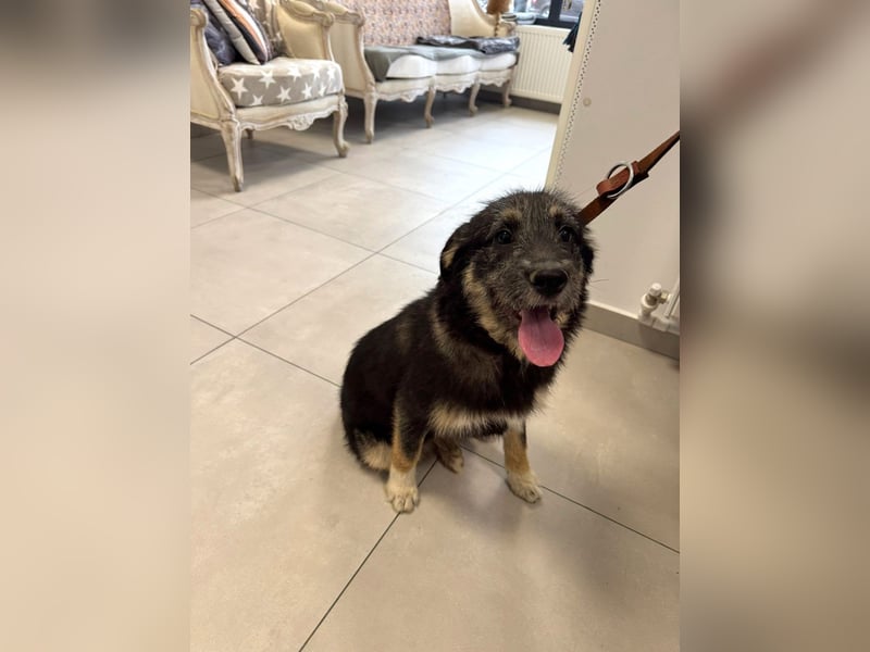 Marimar - 6 Monate junge freundliche, aktive Mischlingshündin sucht ein Zuhause