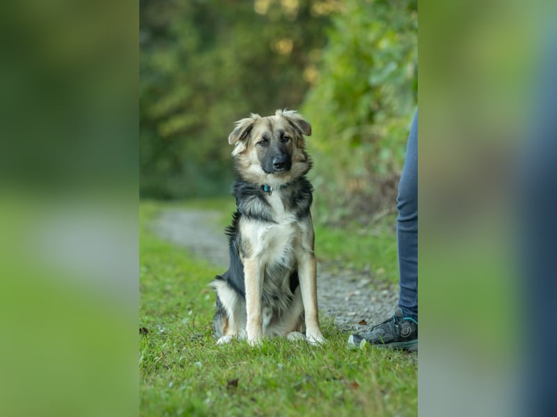 Tobi - aktiver, lebhafter und verspielter Rüde / Pflegestelle in 59...Eslohe