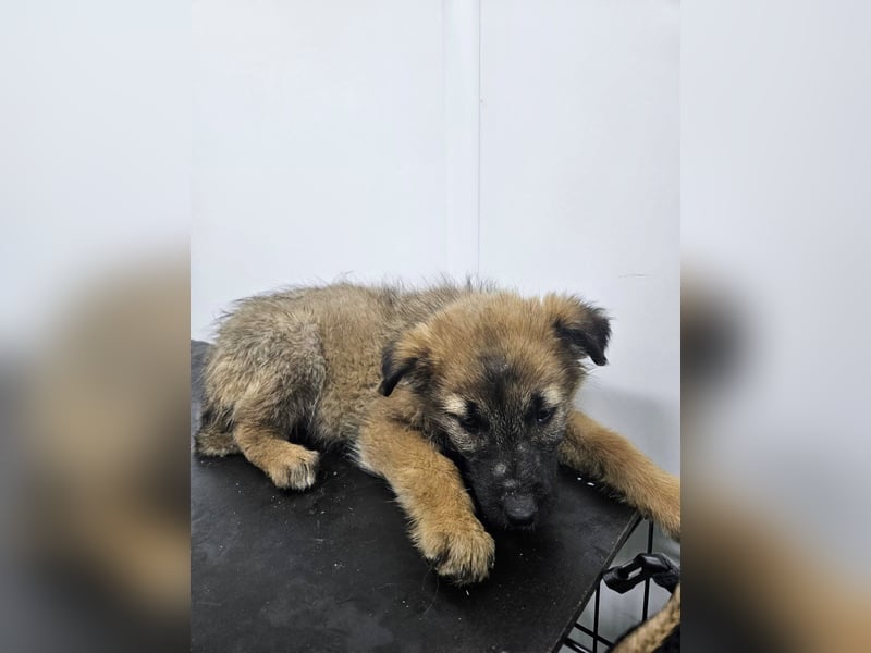 Grace - freundliches, etwas schüchternes Welpenmädchen