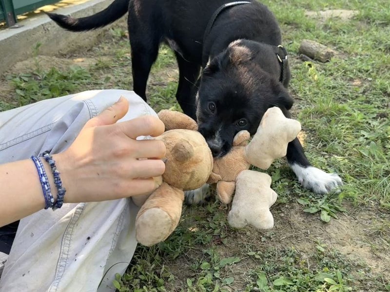 Conan - verspielter Welpe wartet aufs Glück