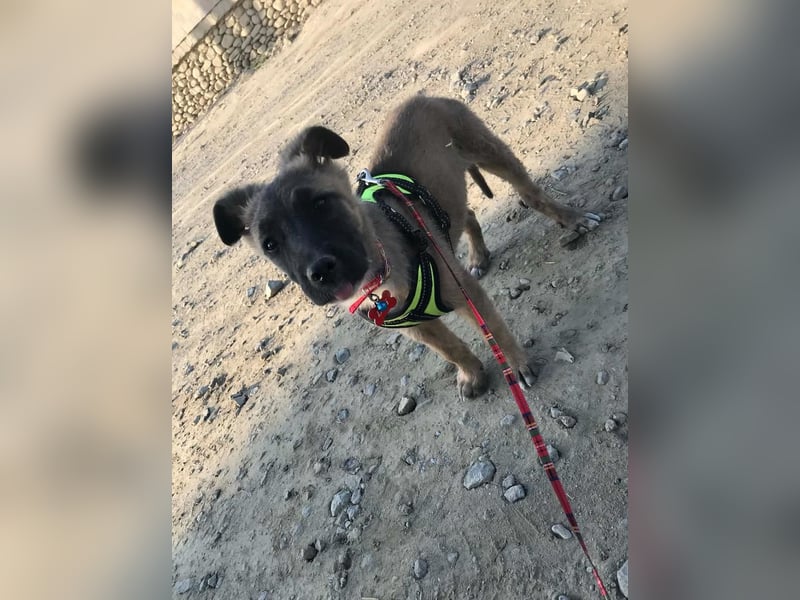 Lumi - verspieltes, freundliches Welpenmädchen sucht ein Zuhause