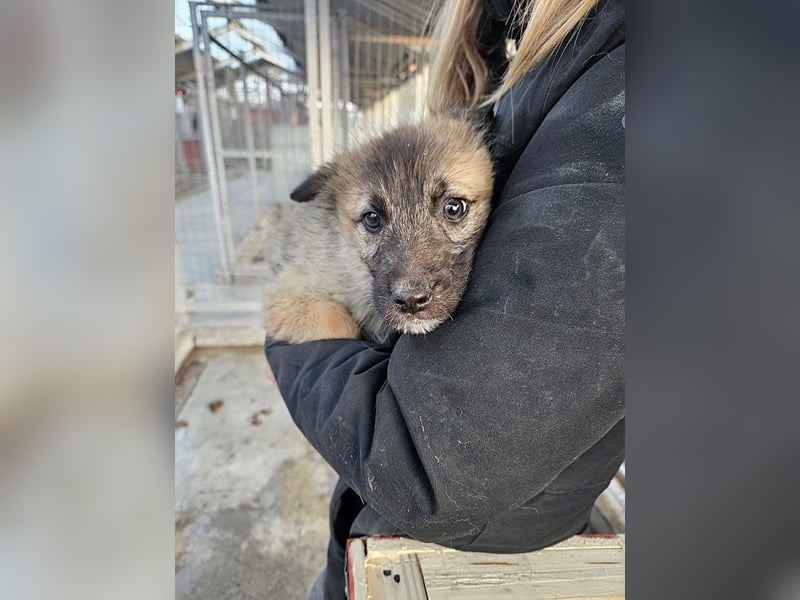 Kaya - verspieltes Welpenmädchen sucht liebevolles Zuhause