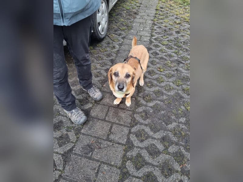 Tolo - verspielter, menschenbezogener Senior auf PS in Zaberfeld-Ochsenburg