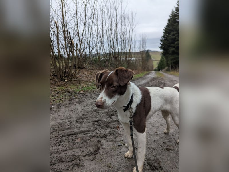 Romy - freundliche, lebhafte 8 Monate alte Hündin sucht ein Zuhause