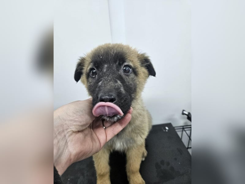 Ella - verspieltes Welpenmädchen sucht ein Zuhause