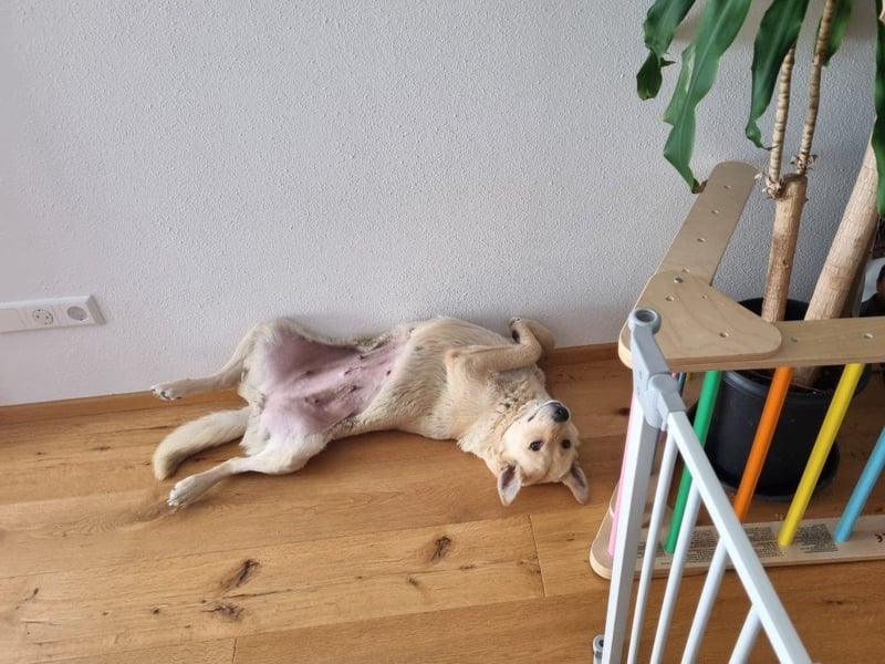 Fibi - freundliche, liebe Traumhündin / auf PS in Kirchardt