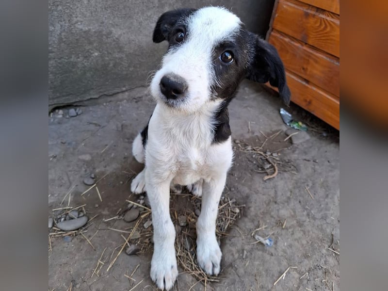 Vita - verspieltes, fröhliches 10 Monate junges Hunde-Mädchen