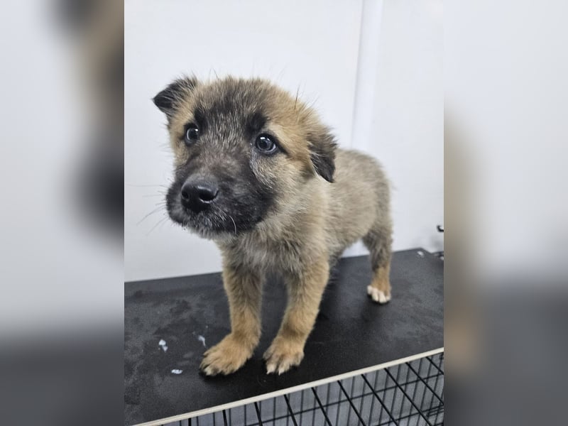 Oskar - aufgeweckter Welpe sucht ein Zuhause