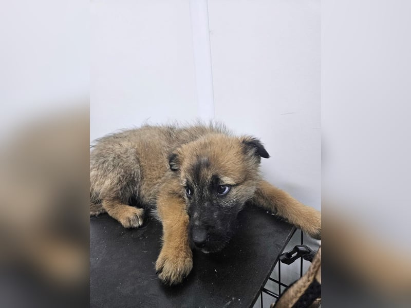 Grace - freundliches, etwas schüchternes Welpenmädchen