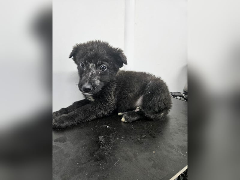 Louis - verspielter, vorsichtiger Welpe