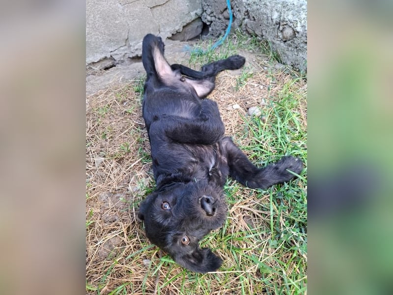 Louie - verspielter, fröhlicher 10 Monate junger Hunde-Junge