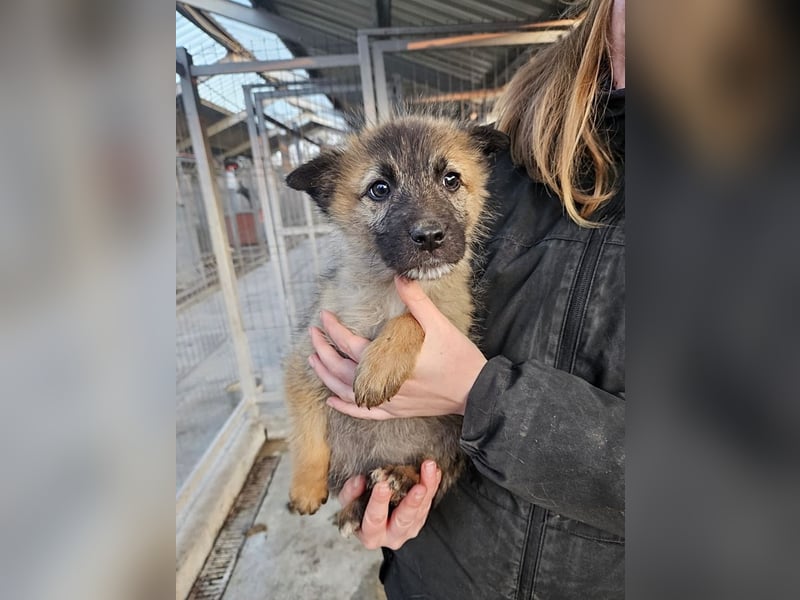 Kaya - verspieltes Welpenmädchen sucht liebevolles Zuhause