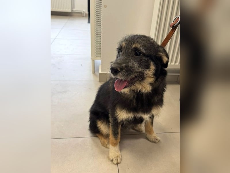 Marimar - 6 Monate junge freundliche, aktive Mischlingshündin sucht ein Zuhause