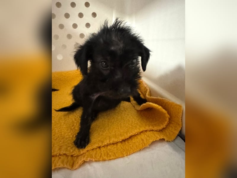 Louie - verspielter, fröhlicher 10 Monate junger Hunde-Junge