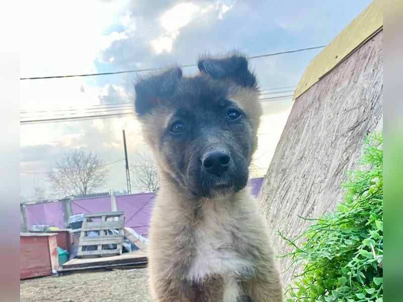 Lumi - verspieltes, freundliches Welpenmädchen sucht ein Zuhause