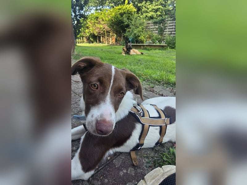 Romy - freundliche, lebhafte 8 Monate alte Hündin sucht ein Zuhause