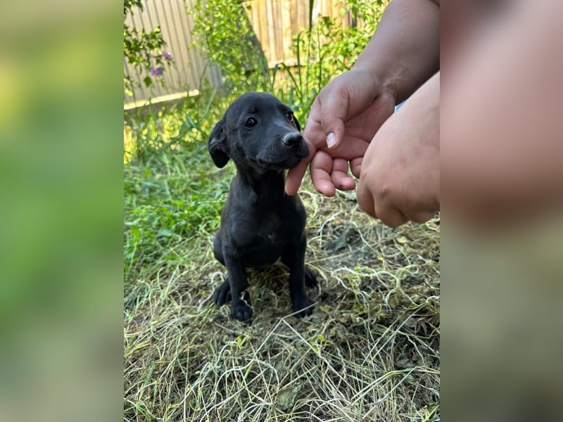 Alva - verspieltes, fröhliches 10 Monate junges Hunde-Mädchen