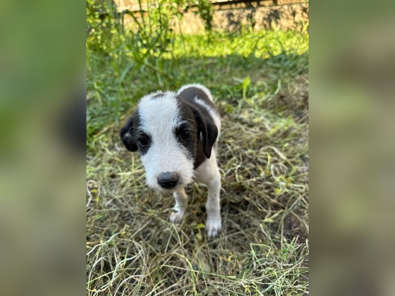 Vita - verspieltes, fröhliches 10 Monate junges Hunde-Mädchen