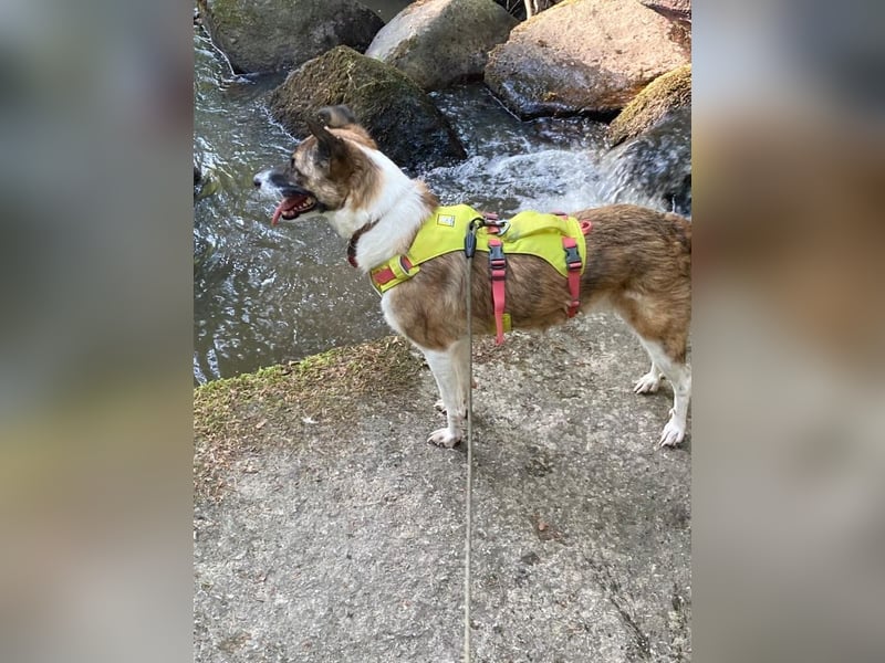 Tina - liebe Hündin sucht ihr Glück als Zweithund / z.Zt. in 93170 Bernhardswald