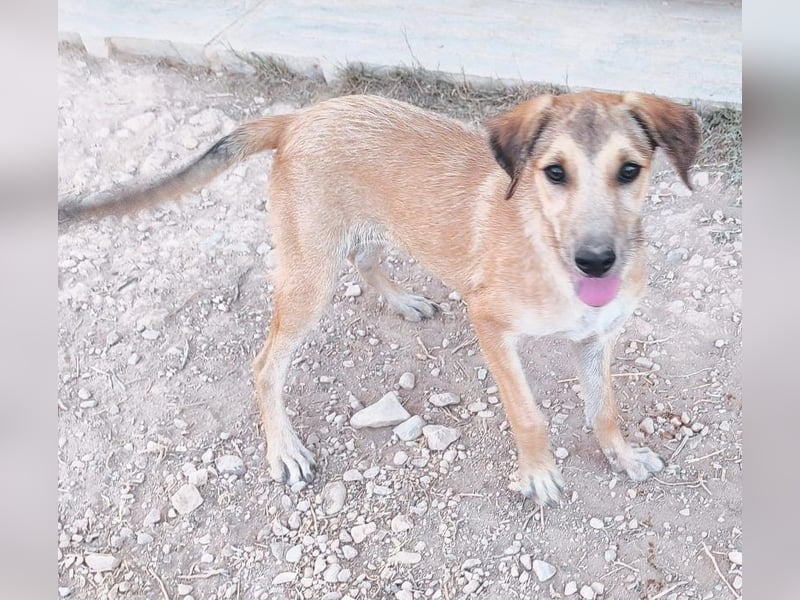 Sandía - liebes, verschmustes Welpenmädchen sucht ihr Glück
