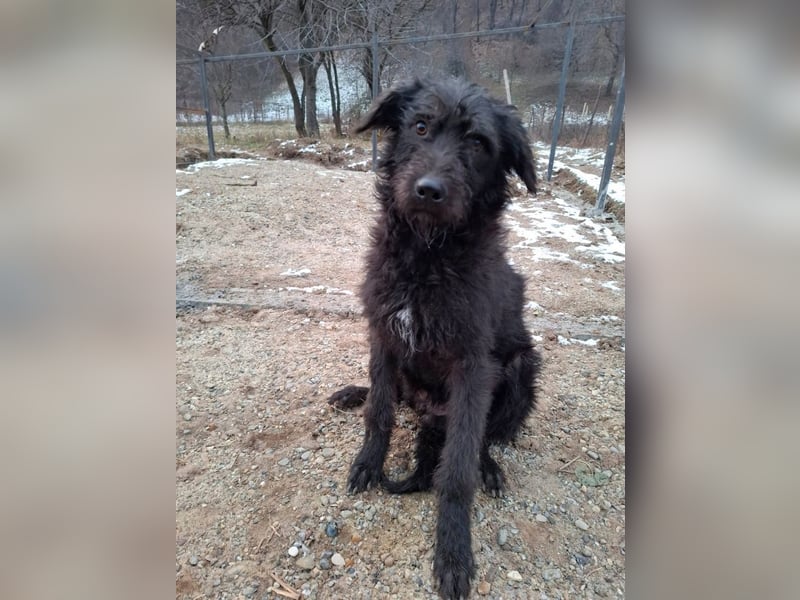 Louie – süßer Wuschel auf der Suche nach dem großen Glück