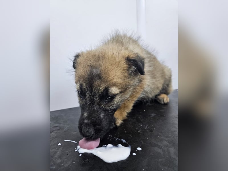 Grace - freundliches, etwas schüchternes Welpenmädchen