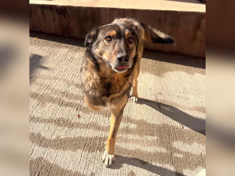 Snoop - liebenswerter, tapferer, dreibeiniger Rüde sucht ein Zuhause