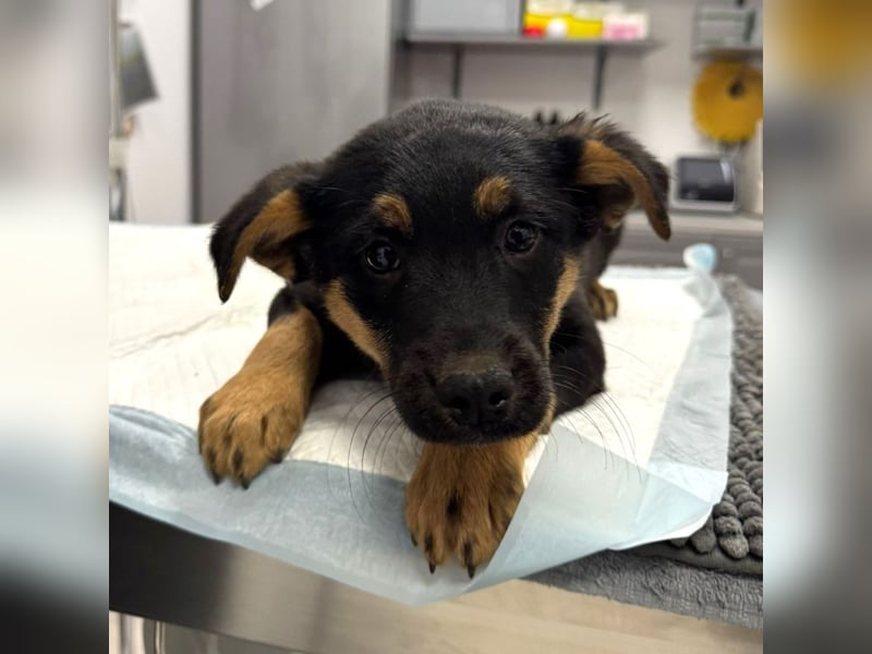 Pusha - 4 Monate junges, fröhliches, liebes Hundemädchen sucht ein Zuhause