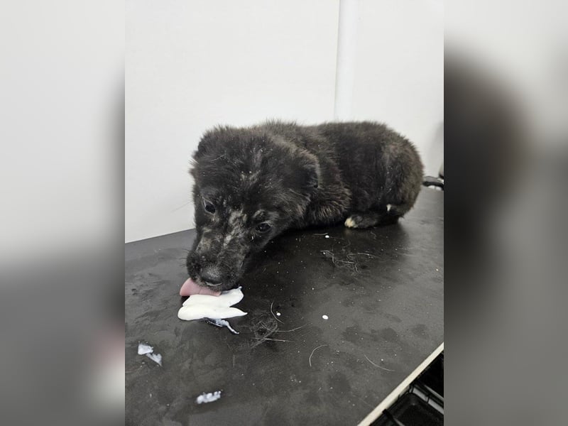 Louis - ruhiger, vorsichtiger Hundejunge sucht ein Zuhause