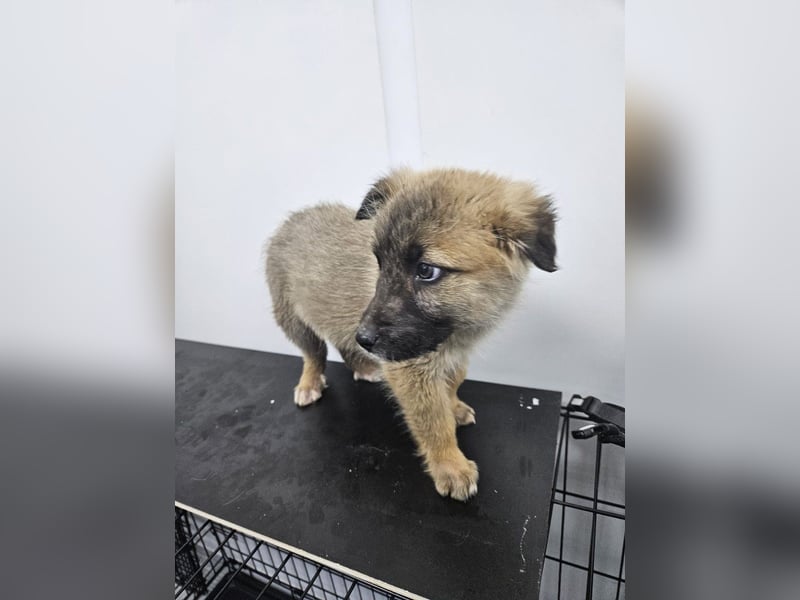 Oskar - aufgeweckter Welpe sucht ein Zuhause