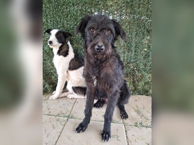 Louie – süßer Wuschel auf der Suche nach dem großen Glück