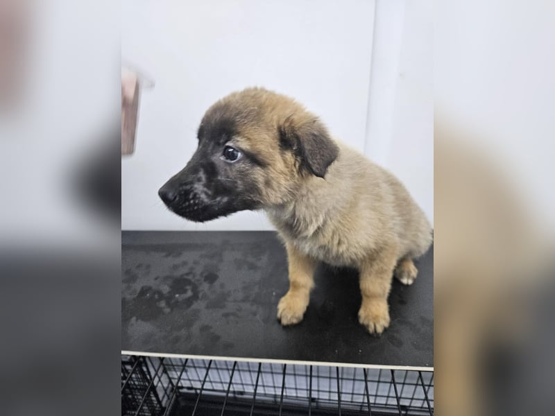 Ella - verspieltes Welpenmädchen sucht ein Zuhause