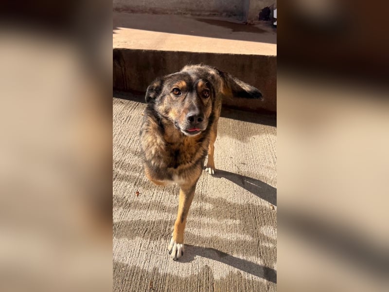 Snoop - liebenswerter, tapferer, dreibeiniger Rüde sucht ein Zuhause