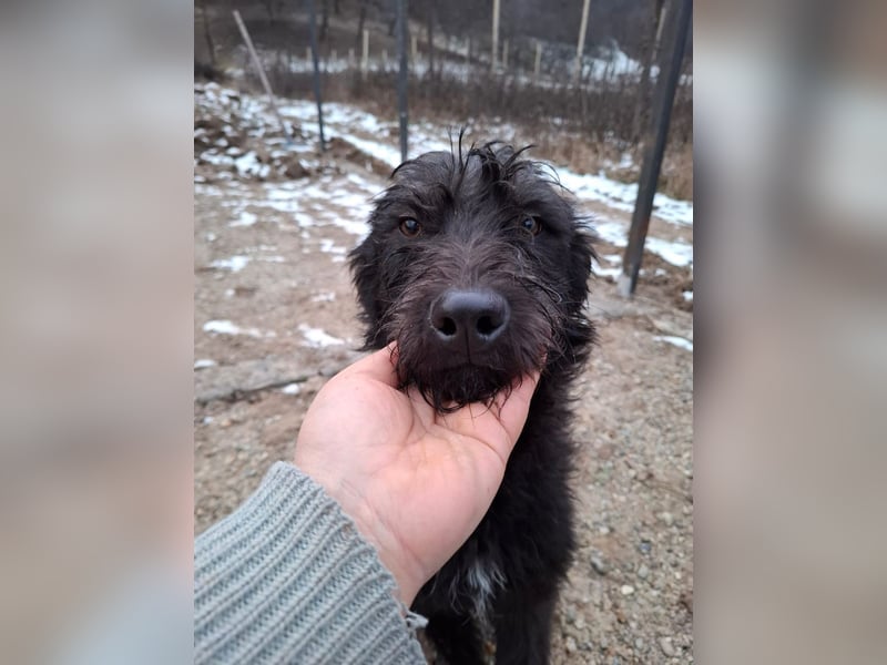 Louie - verspielter, fröhlicher 10 Monate junger Hunde-Junge