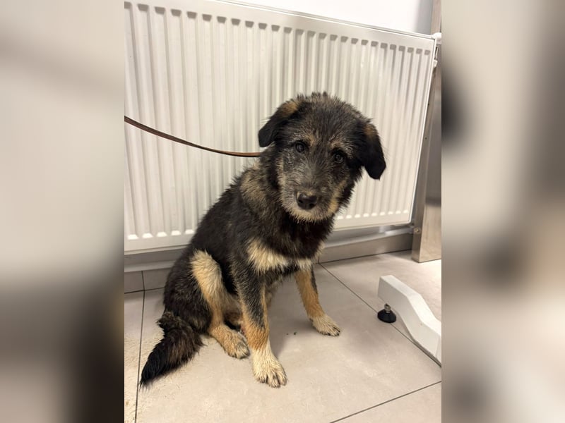 Marimar - aufgewecktes, fröhliches Hundemädchen sucht ein Zuhause