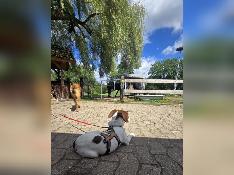 Romy - freundliche, lebhafte 8 Monate alte Hündin sucht ein Zuhause