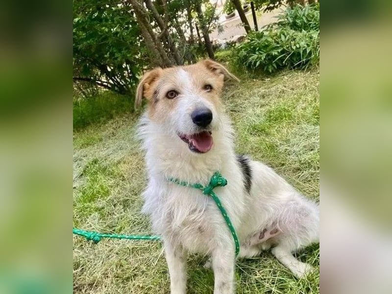 Ben - lebhafter, menschenbezogener und freundlicher Rüde / z.Zt. noch in Rumänien