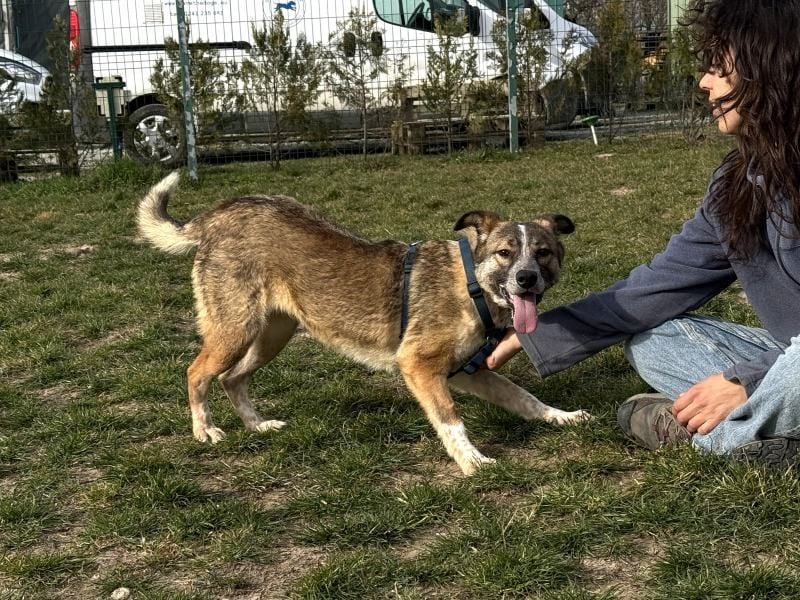 Teo - der ehemalige Kettenhund mit der sanften Seele