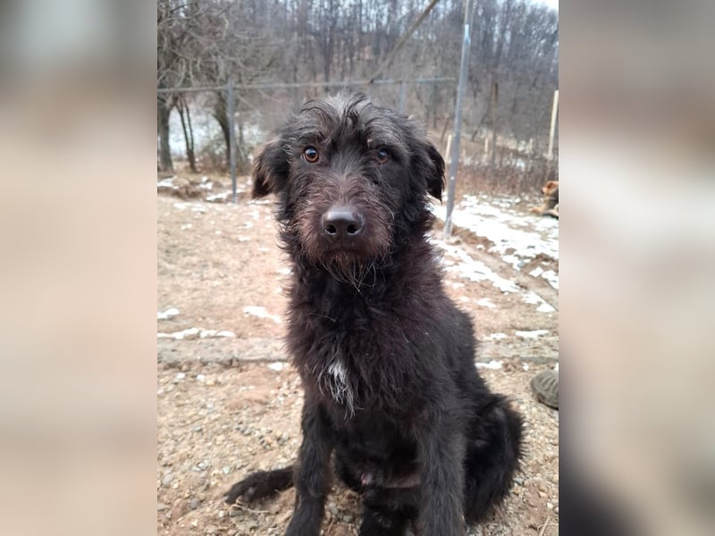 Louie - verspielter, fröhlicher 10 Monate junger Hunde-Junge