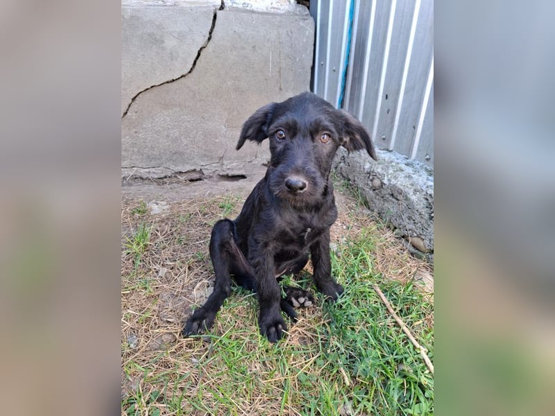 Louie - verspielter, fröhlicher 10 Monate junger Hunde-Junge