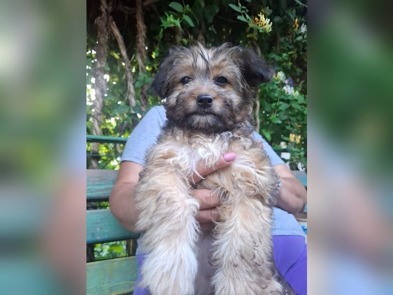Cindy - kleine Herzensbrecherin sucht ein Zuhause
