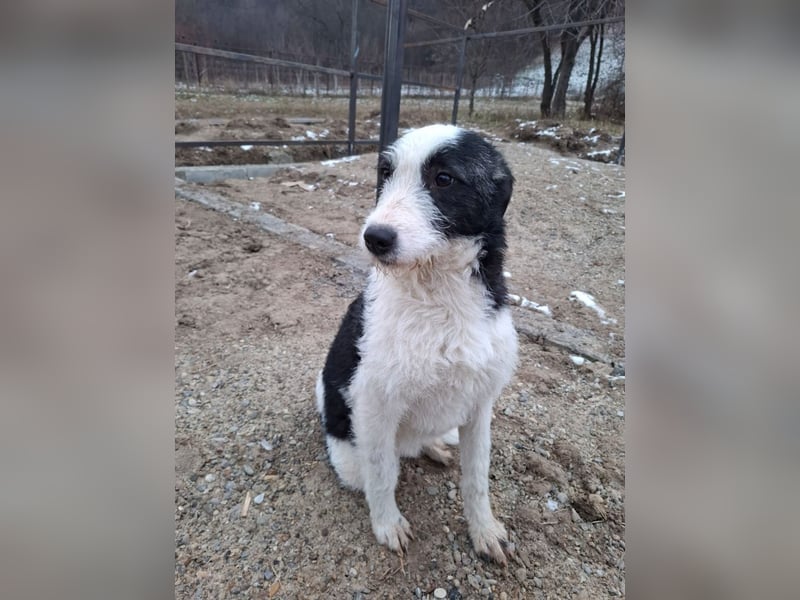 Vita - verspieltes, fröhliches 10 Monate junges Hunde-Mädchen