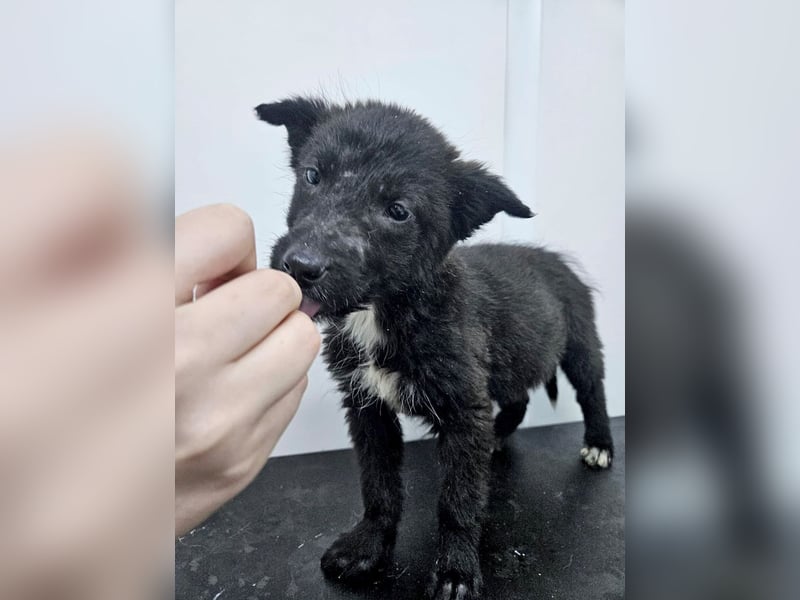 Kalea - freundliches Welpenmädchen sucht liebevolles Zuhause