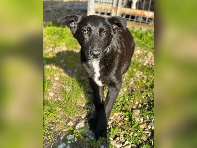 Louis - ruhiger, vorsichtiger Hundejunge sucht ein Zuhause