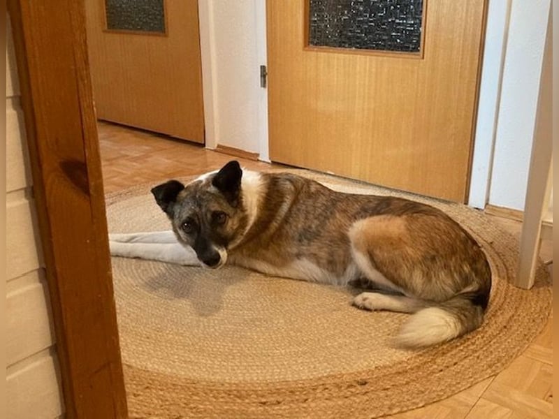 Tina - liebe Hündin sucht ihr Glück als Zweithund / z.Zt. in 93170 Bernhardswald