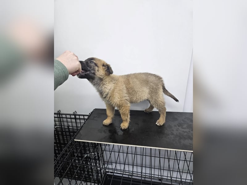 Ella - verspieltes Welpenmädchen sucht ein Zuhause