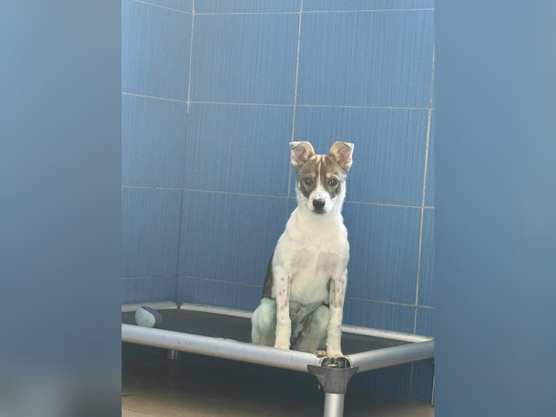 Amelia - ängstliches, aber neugieriges Welpenmädchen sucht ein Zuhause